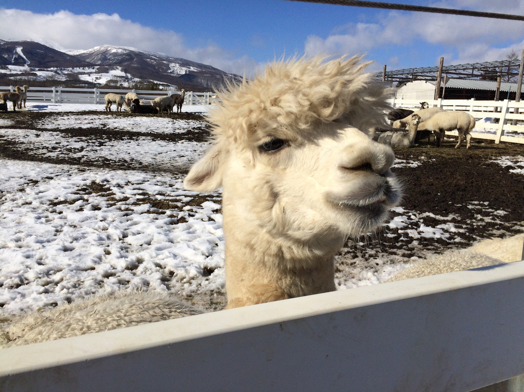 Nasu Alpaca Farm-那须町必去景点