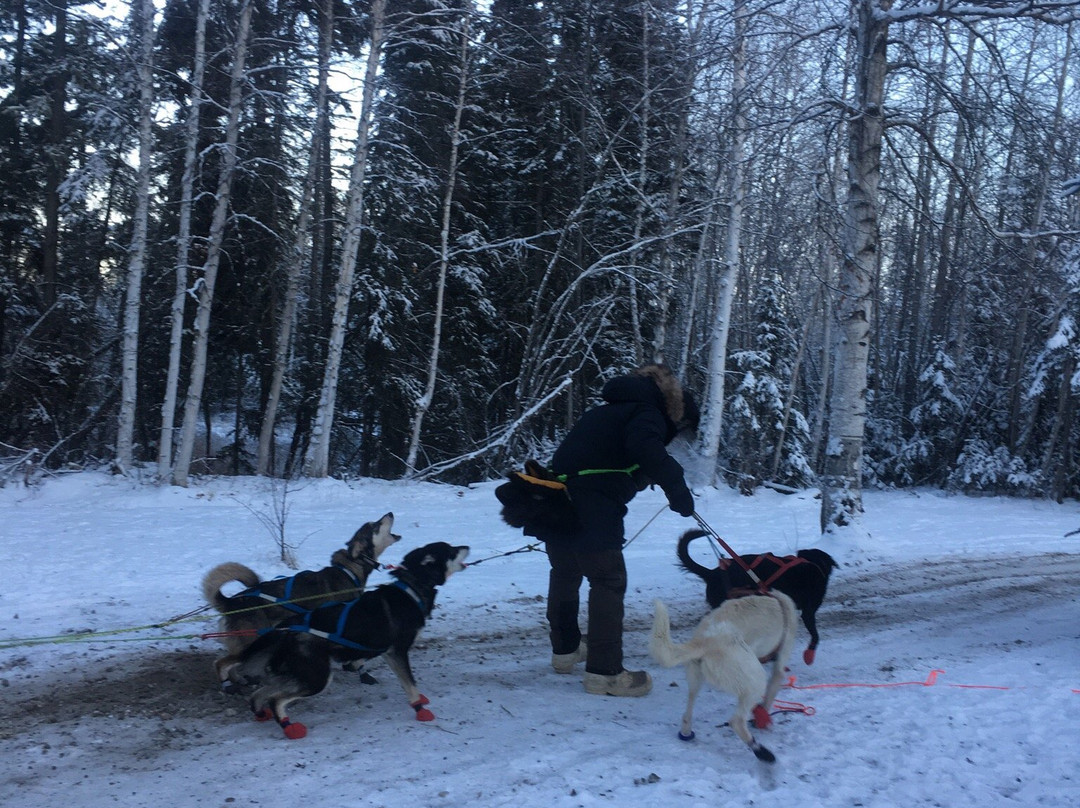 Nenana Sled Dog Adventures-Nenana必去景点