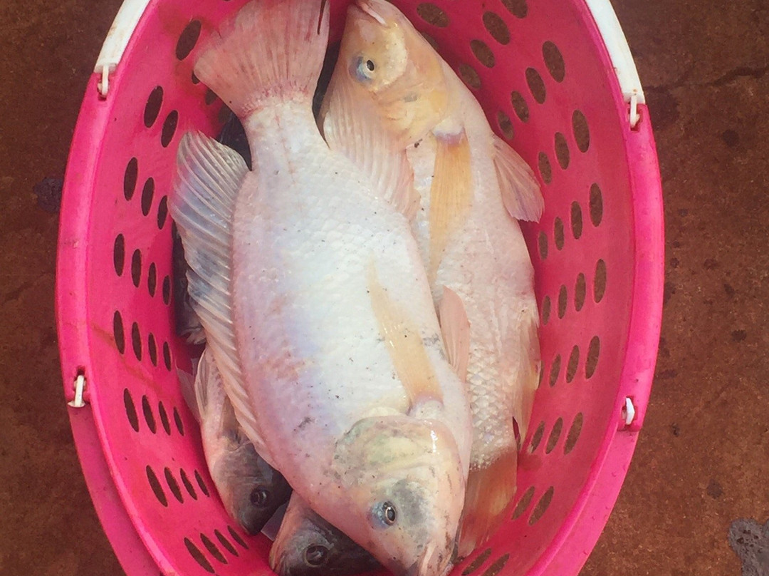 Ali'i Agriculture Farms-瓦西瓦必去景点