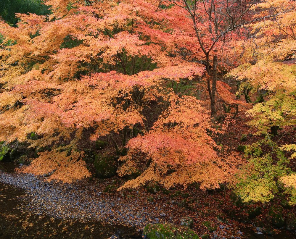 Kiryu River Headwater Forest景点图片