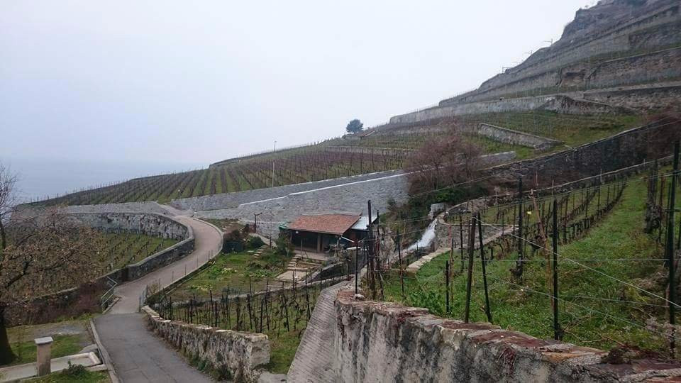 Chevalley Vineyards景点图片