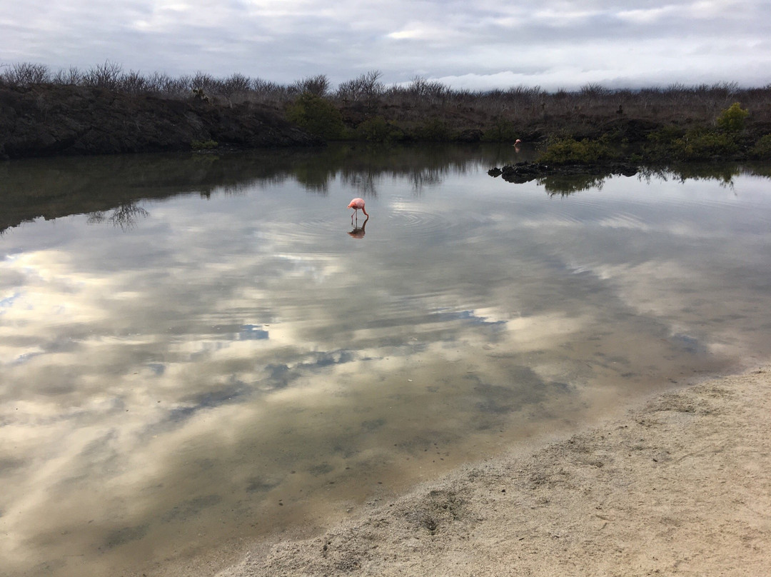 Galapagos Real Voyage-皮钦查省 圣安东尼奥镇必去景点