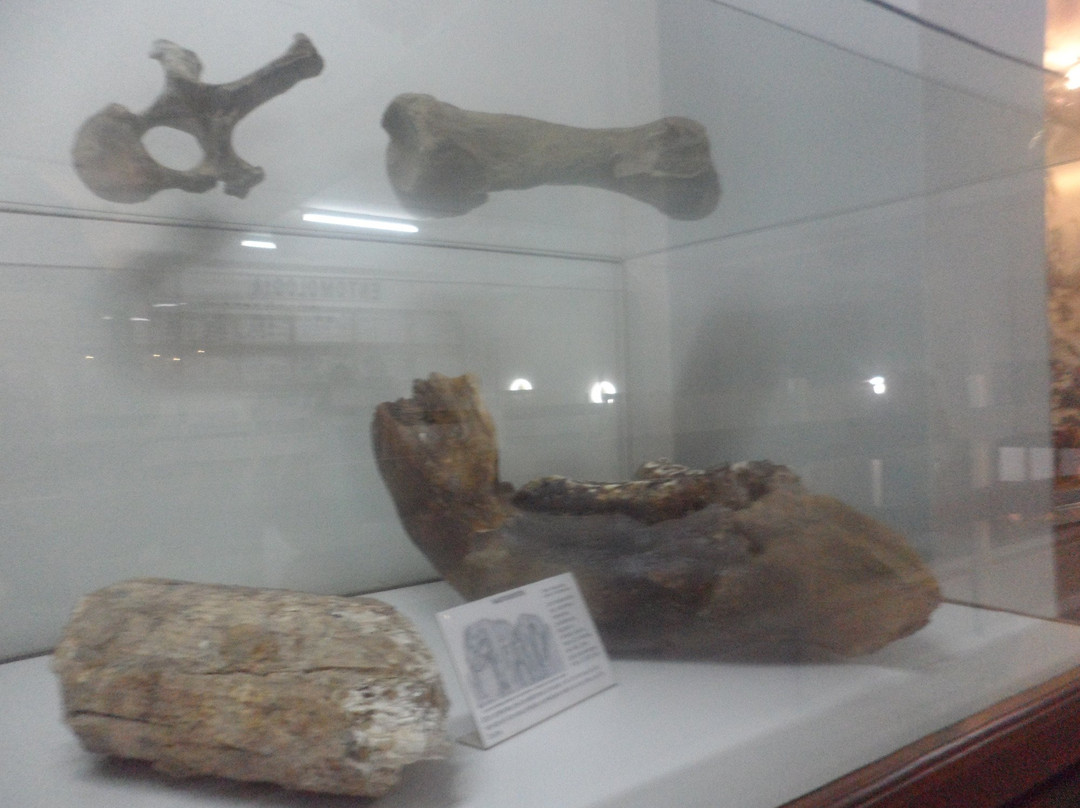 Museo Municipal Rincon de Atacama景点图片