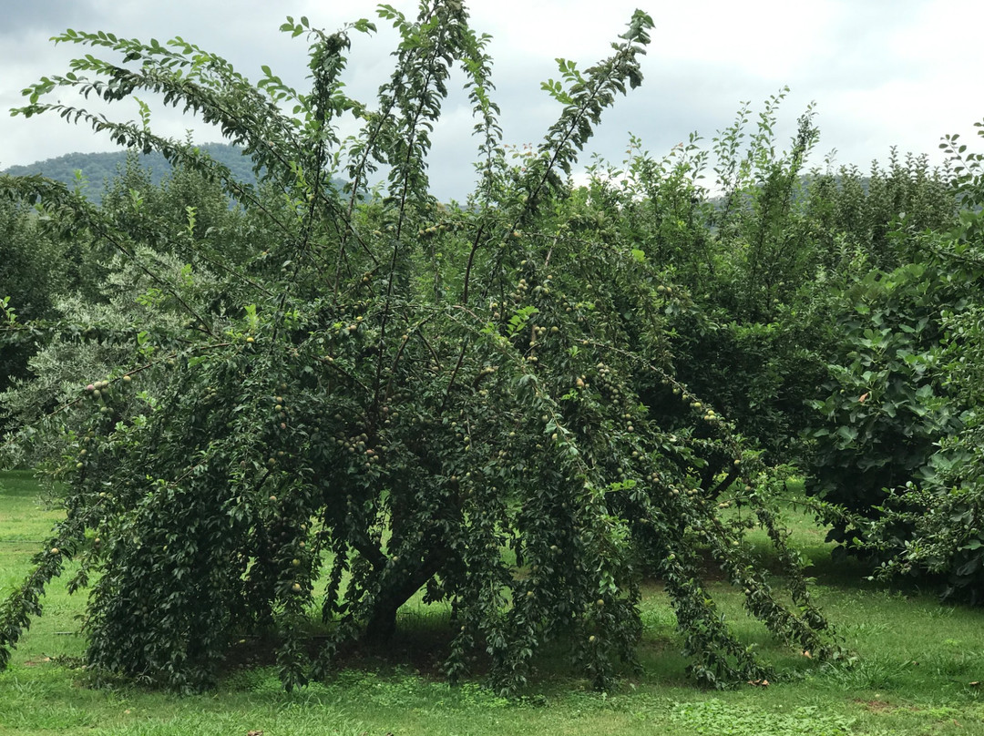 Bright Berry Farms-维多利亚必去景点