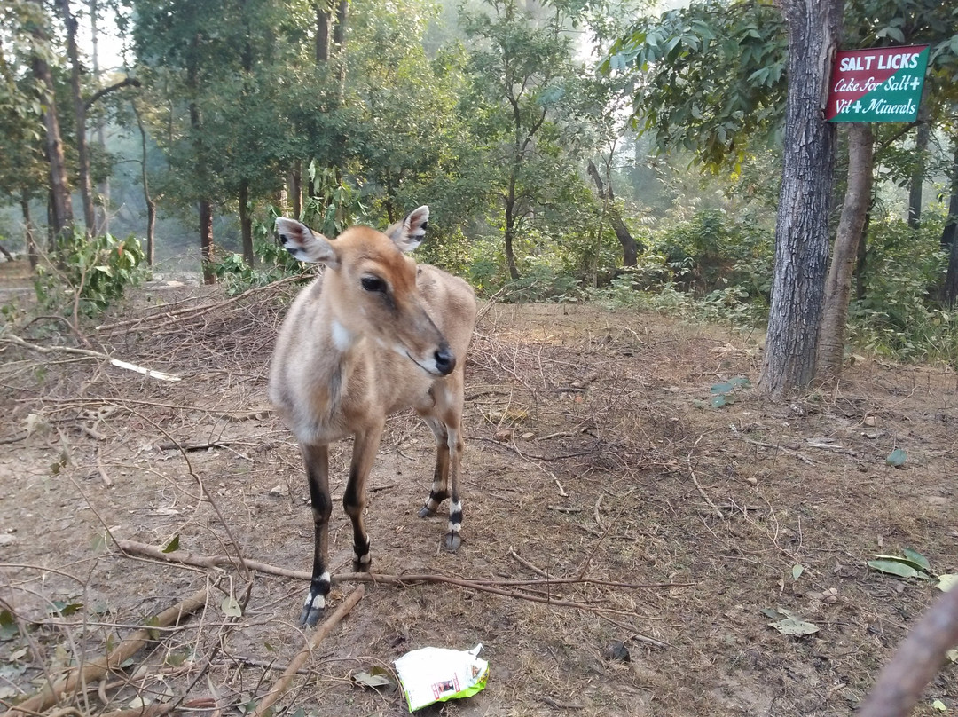 Hazaribagh Wildlife Sanctuary景点图片