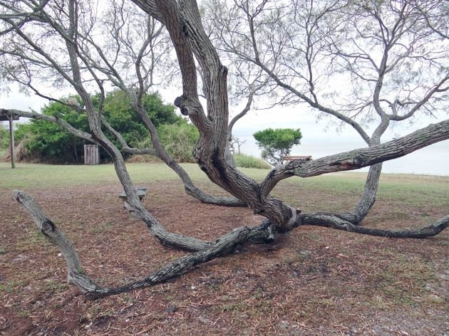 Howard Murph Memorial Park-罗克波特必去景点