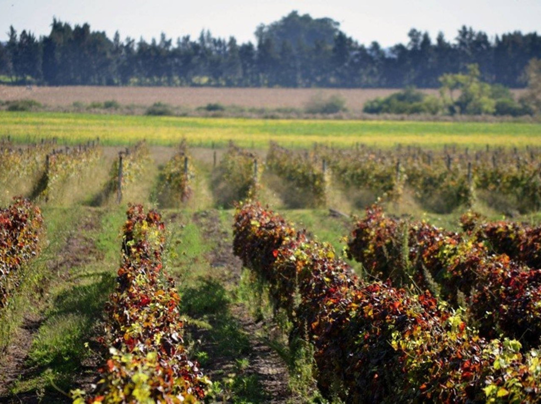 Ruta Del Vino Carmelo-Carmelo必去景点