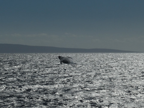 Boss Frog's Dive & Surf - Ma'alaea Harbor Shops-怀露库必去景点