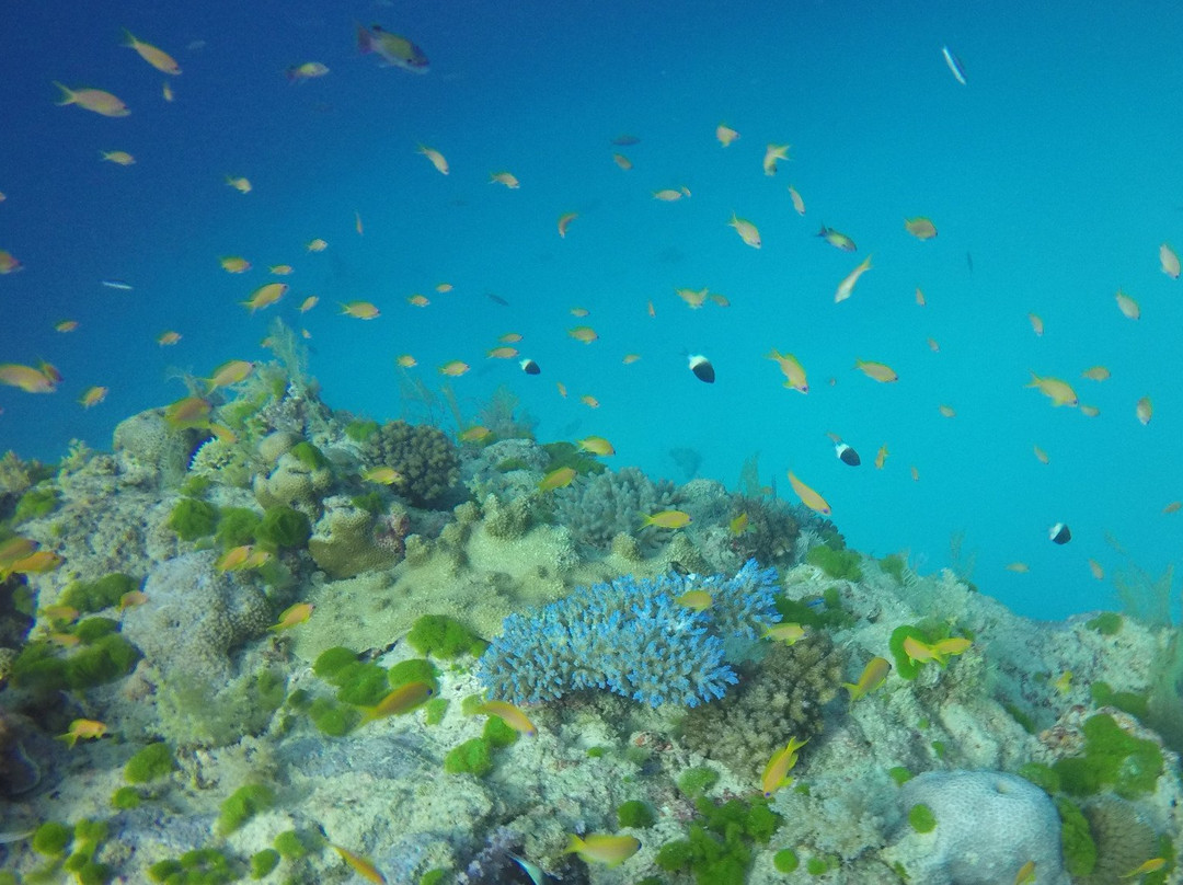 Nyamba Club Plongée-Dzaoudzi必去景点