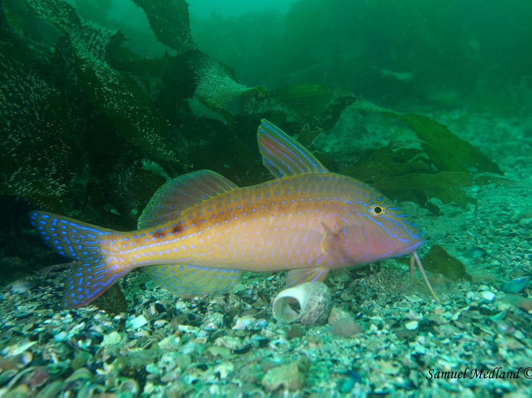 Bicheno Dive Centre景点图片