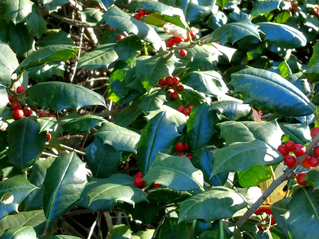 Mount Airy Forest-辛辛那提必去景点