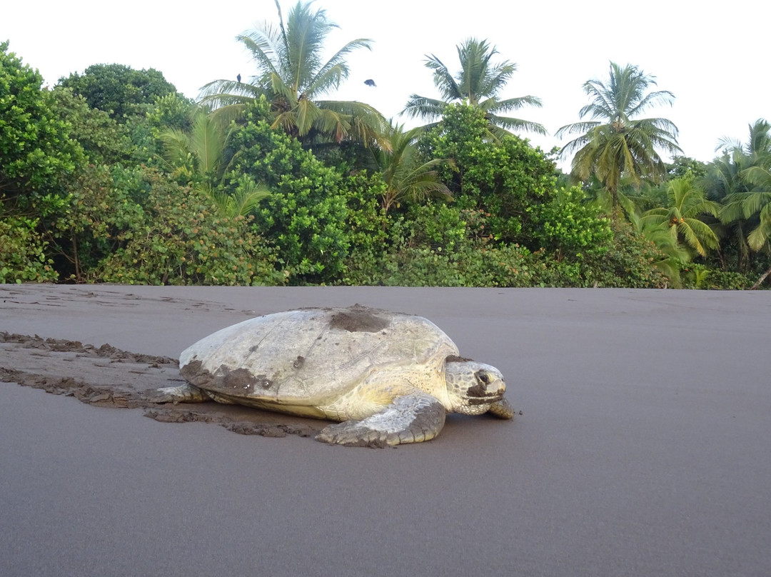 Tortuguero Eco Experiences景点图片