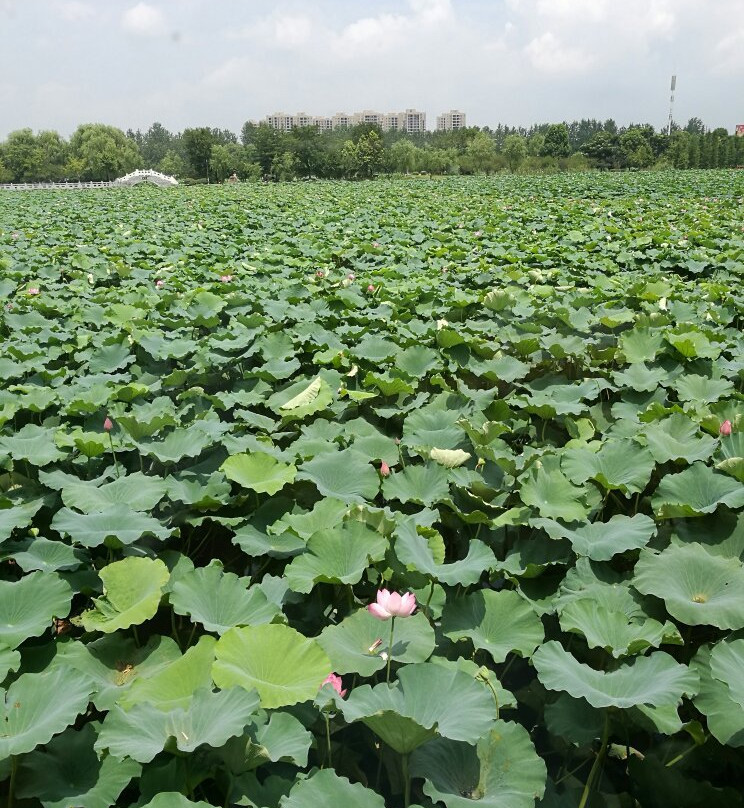 曹禺公园-潜江市必去景点