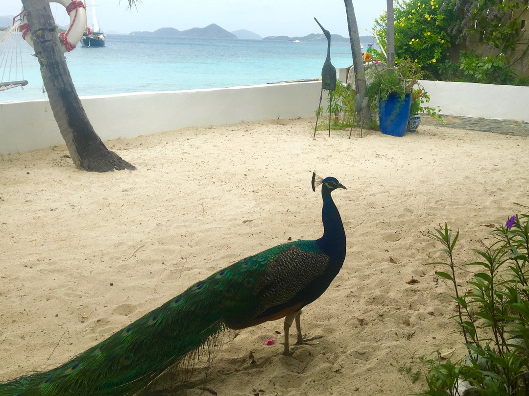 Coconut Coast Studios-圣约翰必去景点