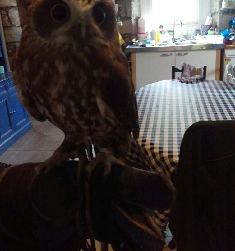 Owl and Pussycat Centre