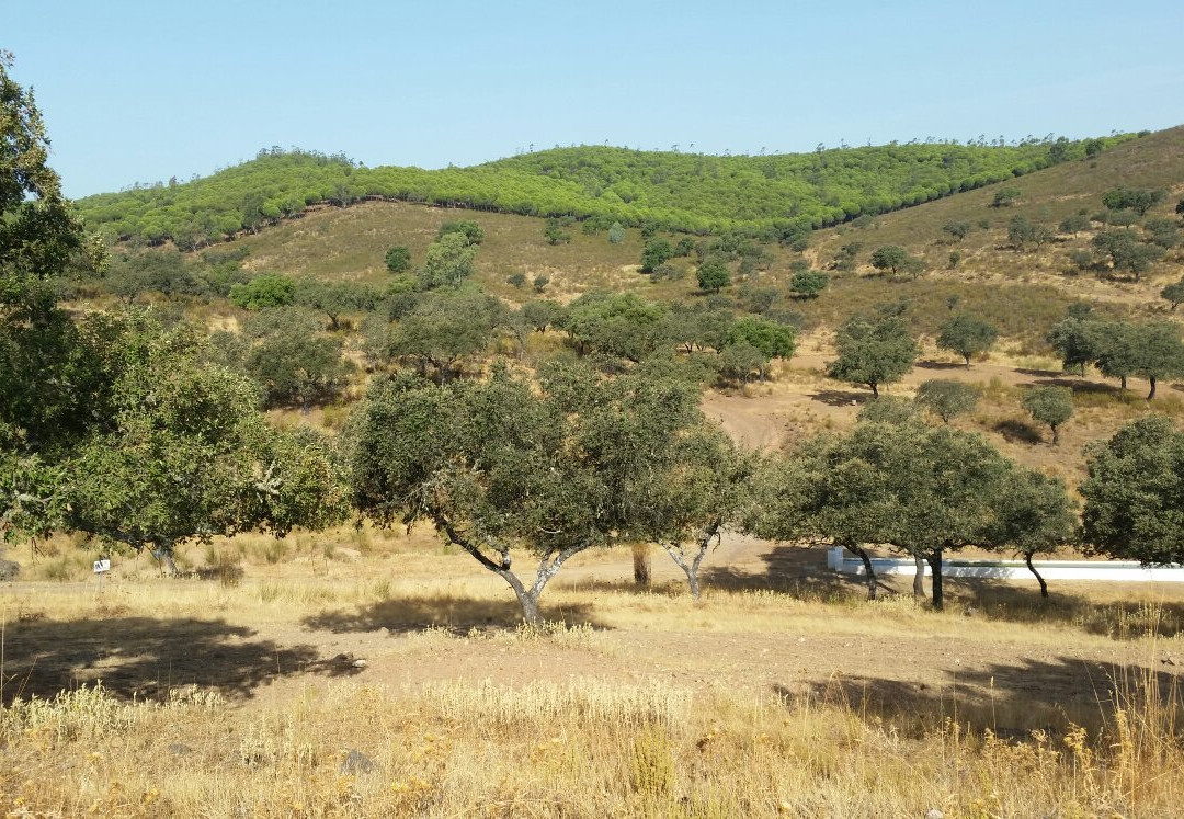 Centro De Visitantes Cortijo El Berrocal景点图片