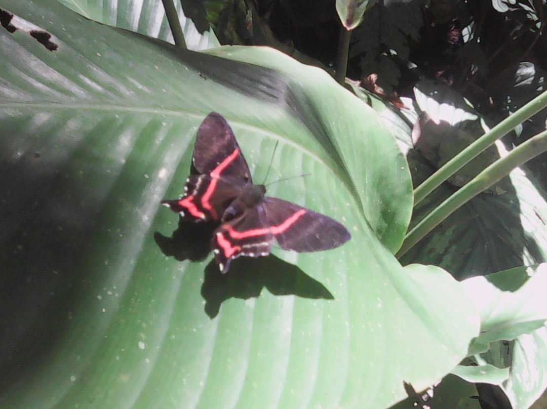 Circuitos Ecoturísticos Alto Shilcayo y Adyacentes-Tarapoto必去景点