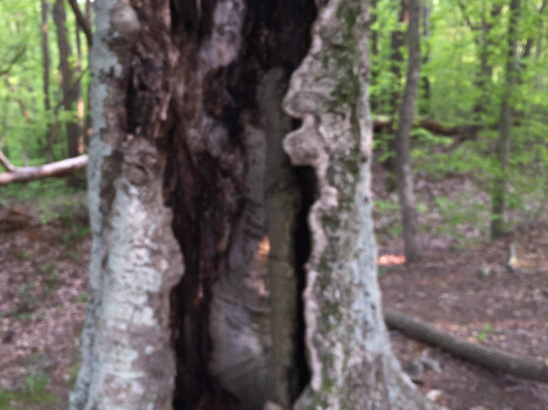 Morgan-Monroe State Forest-Martinsville必去景点