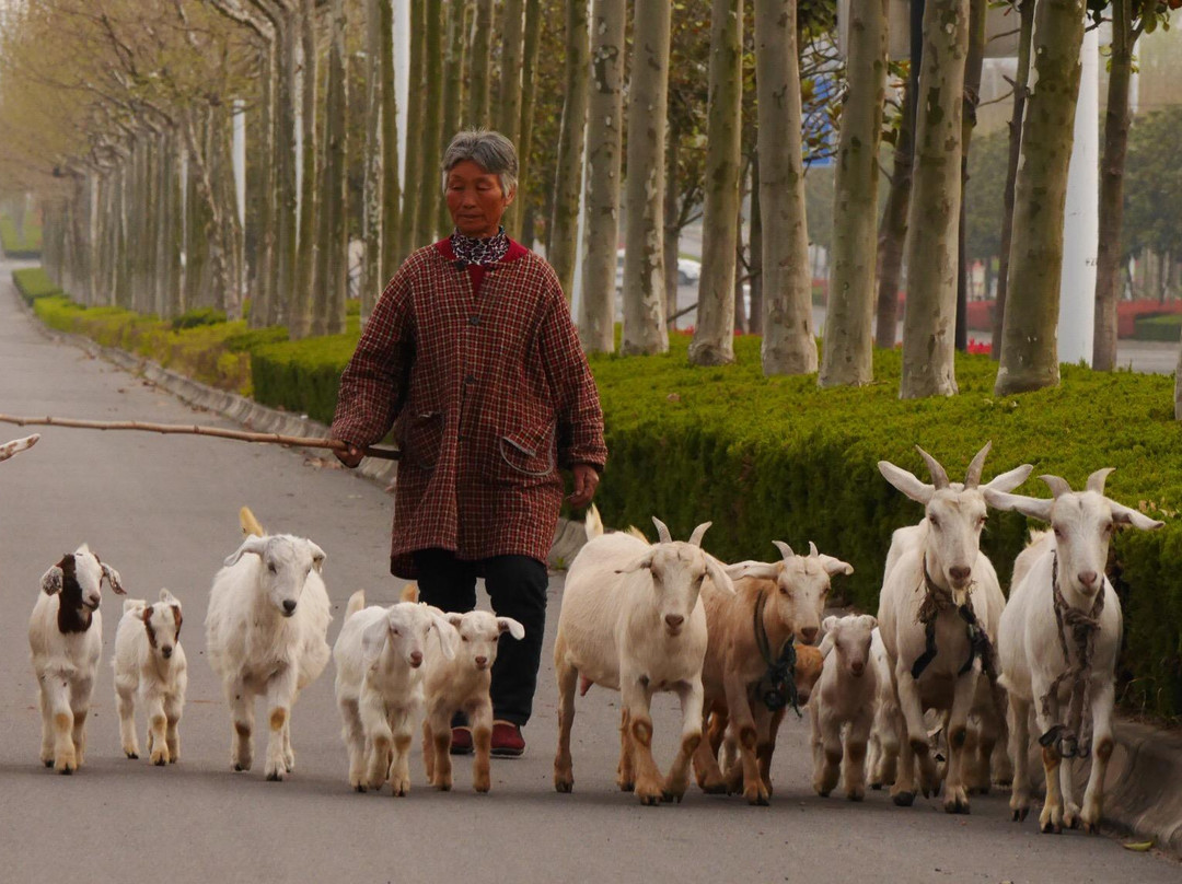 骆马湖湿地-宿迁市必去景点