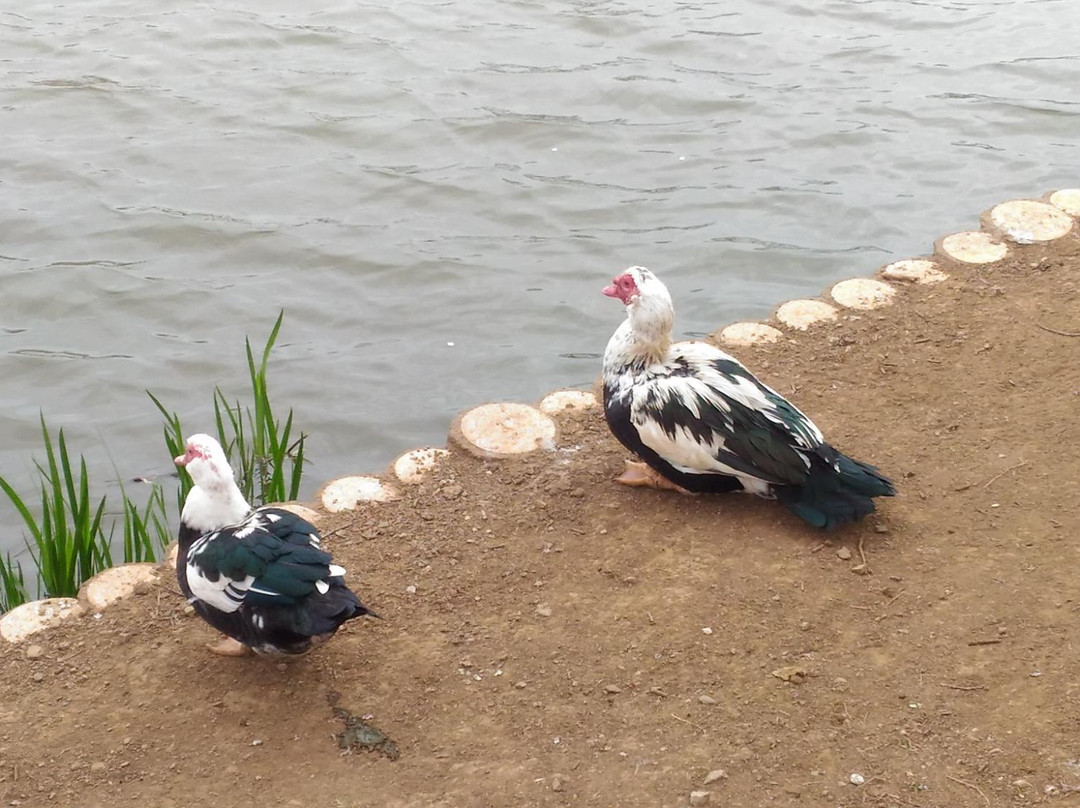 Ottonuma Park-土浦市必去景点