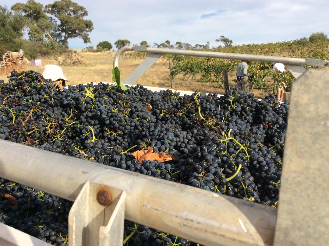 Ballycroft Vineyard and Cellars景点图片