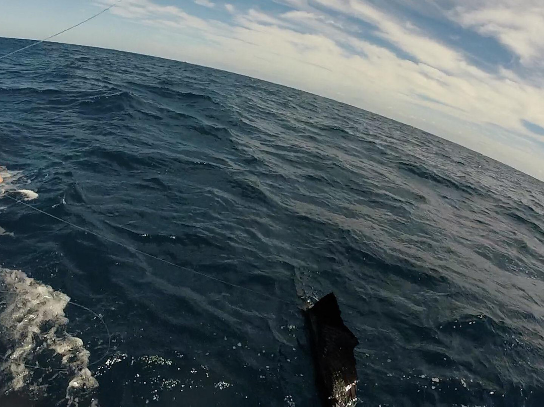 Lawless Sport Fishing Charters-Palm Beach Shores必去景点