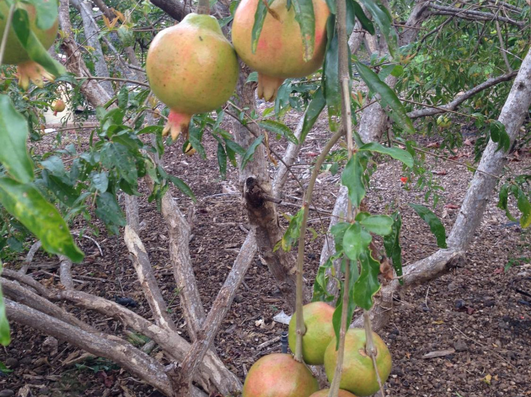 Kona Pacific Farmers Cooperative-库克船长必去景点