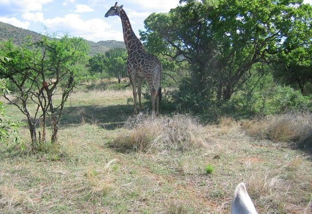 Groot Verlange Horse Academy & Safaris-Brits必去景点
