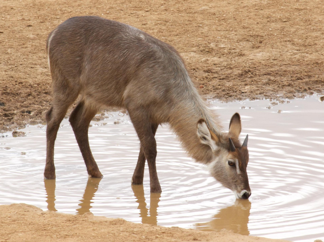 肯尼亚自然世界之旅-内罗毕必去景点