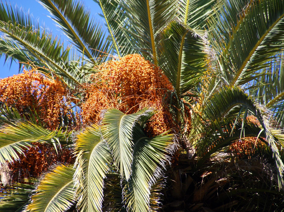 Alice Keck Park Memorial Gardens-圣巴巴拉必去景点