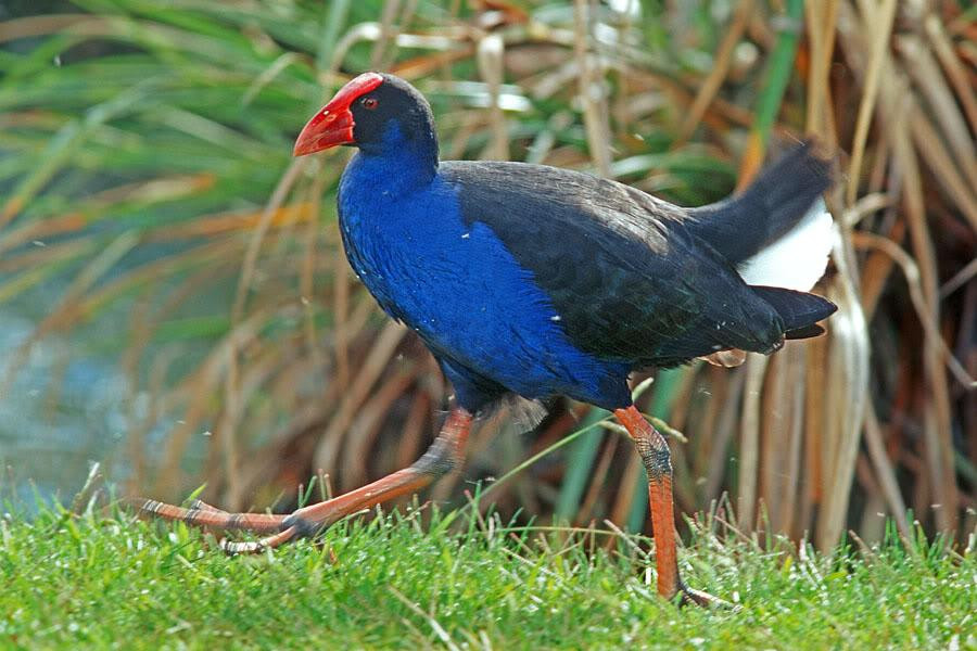 Katikati Bird Walk - Uretara Estuary & Yeoman Walkway景点图片