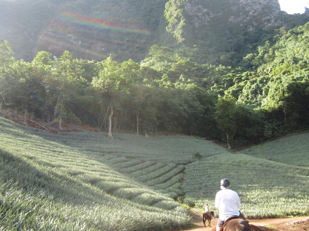Ranch Opunohu Valley-马哈雷帕必去景点