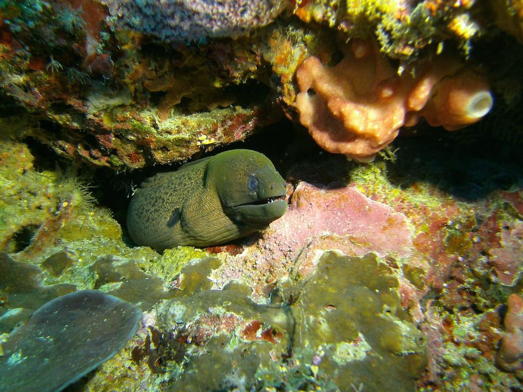 Scuba Dive Sipadan-仙本那必去景点