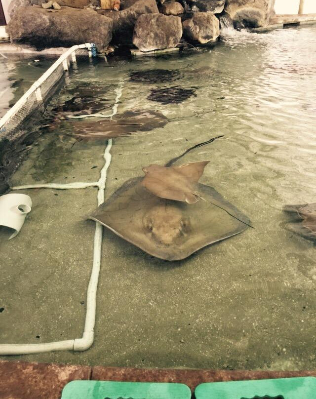 弗雷斯诺查菲动物公园-弗雷斯诺必去景点