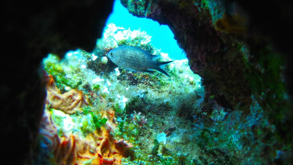Amorgos Diving Center-Aegiali必去景点