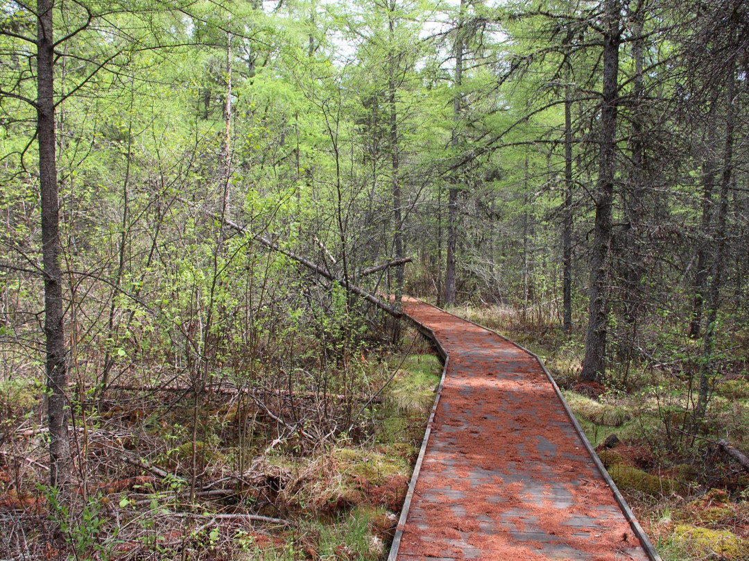 Orr Bog Walk景点图片