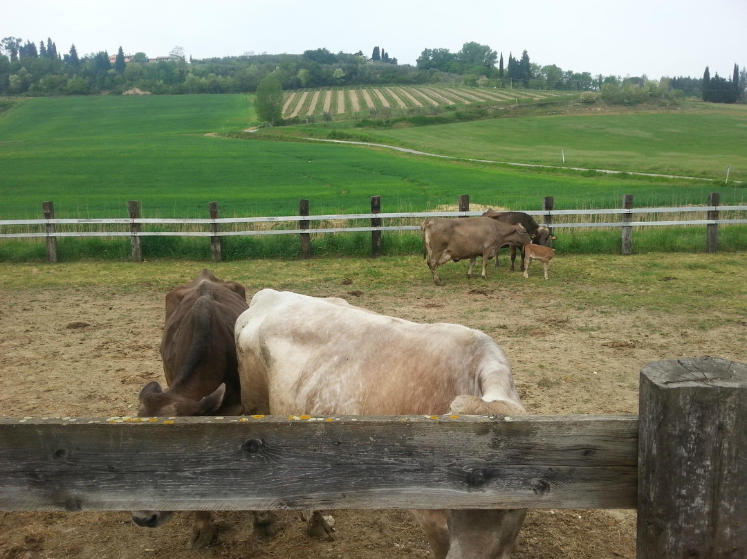 Tenuta Borgo al Sole