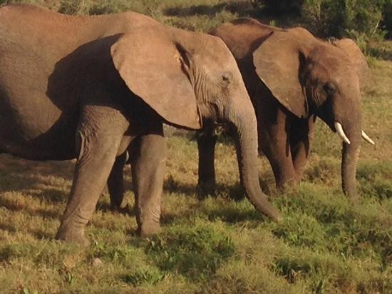 Addo Elephant National Park旅游攻略图片