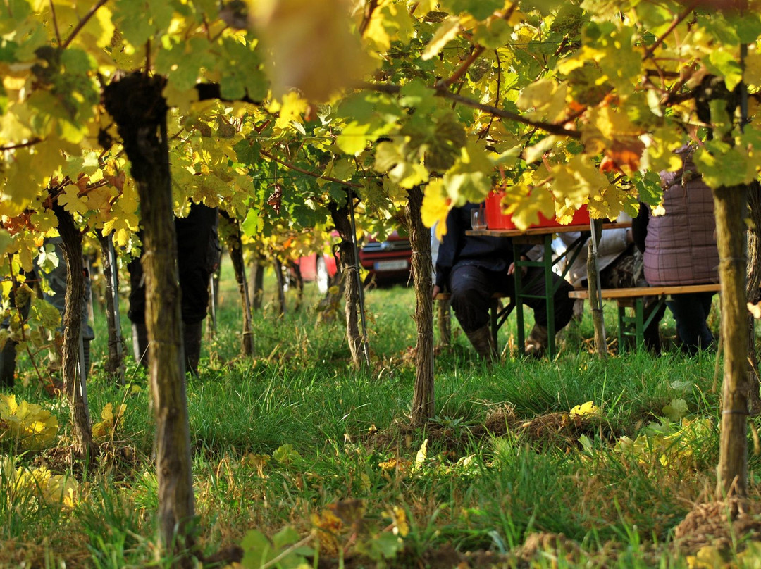 Bio-Weingut Geyerhof-Furth bei Goettweig必去景点