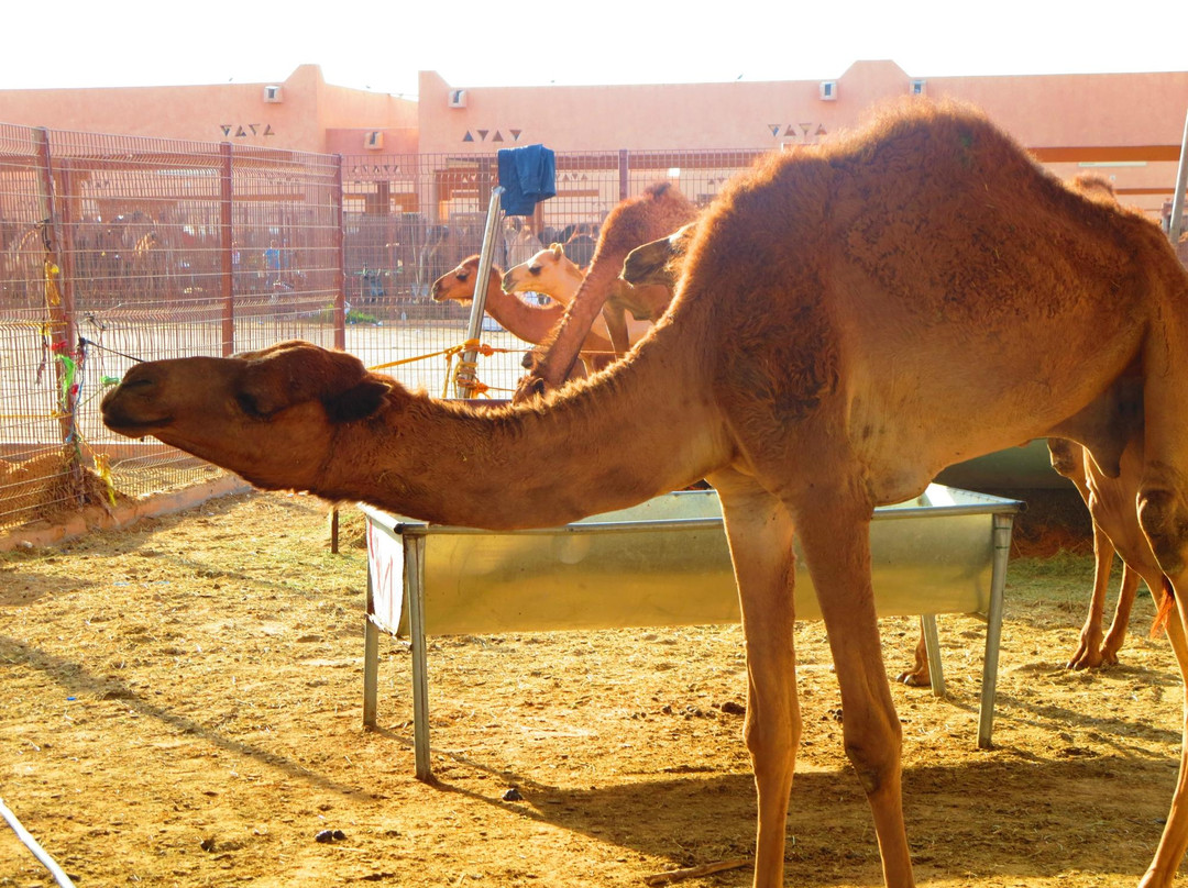 Camel Souk景点图片