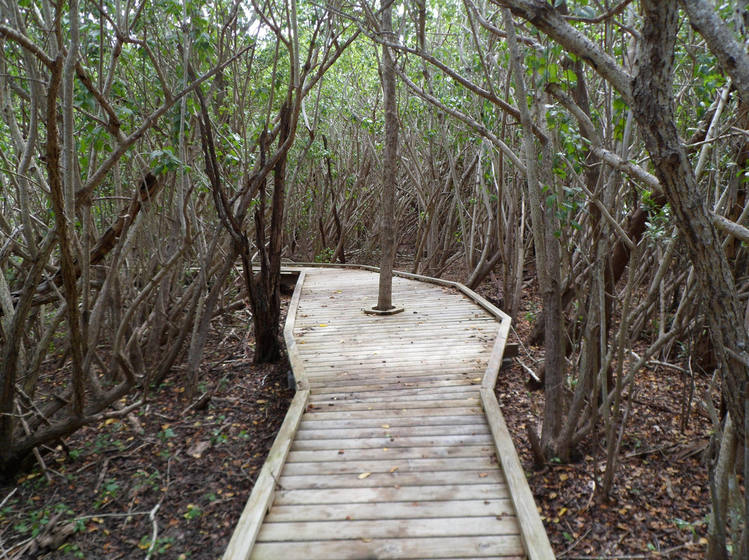 Francis Bay Trail-维尔京群岛国家公园必去景点