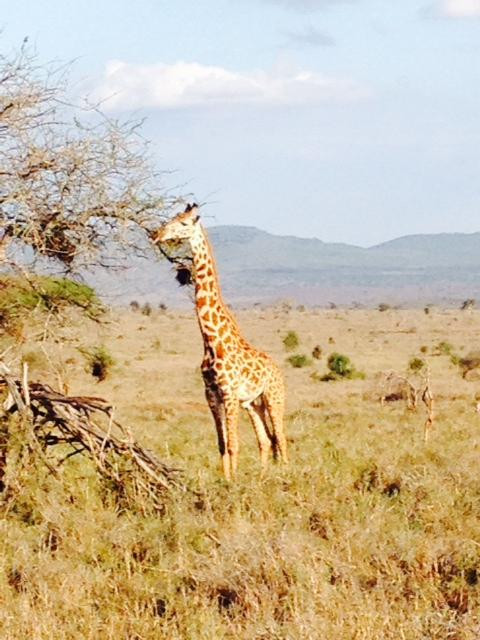 Chacal Expeditions - Day Tours-蒙巴萨必去景点