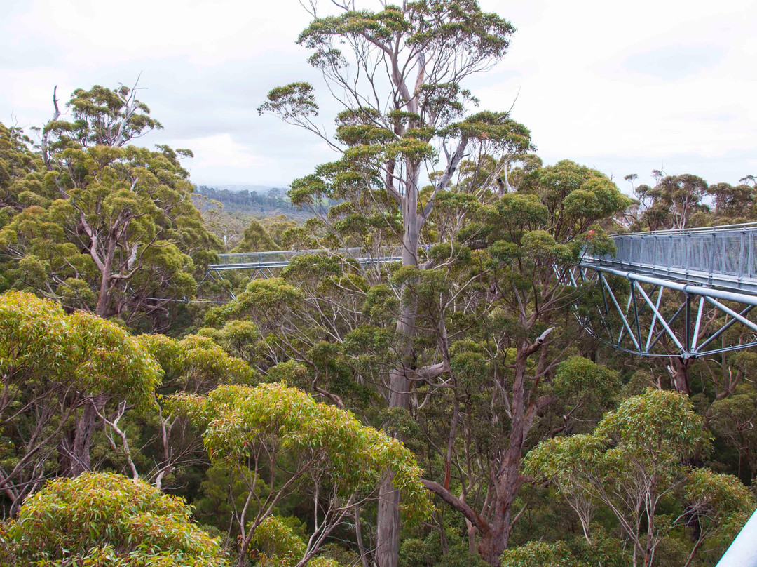 Valley of the Giants Tree Top Walk景点图片