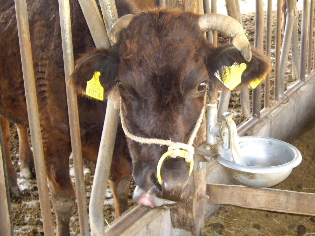 Iwamura Kazuo Picture-Book Hill Museum-那珂川町必去景点