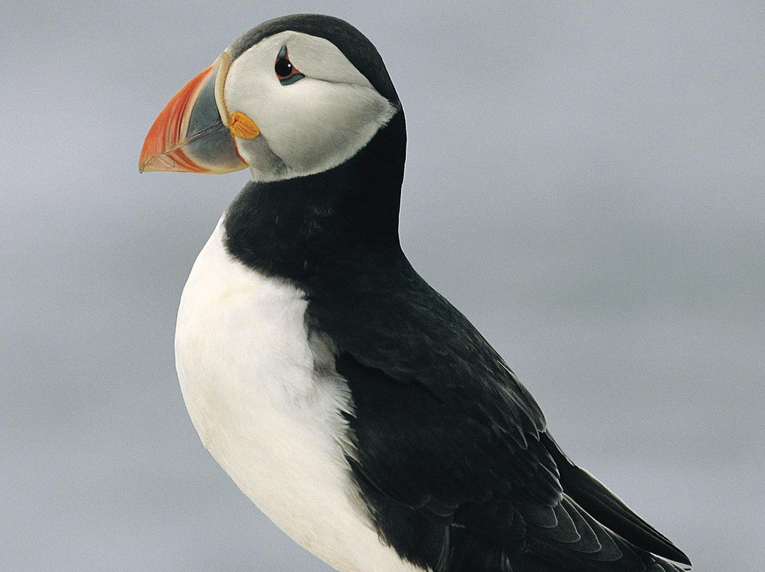 Anglesey Wildlife Walks景点图片