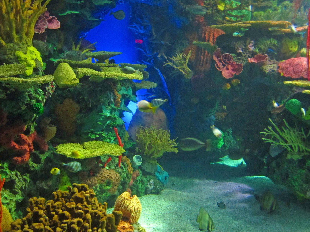 加拿大里普利水族馆-多伦多必去景点