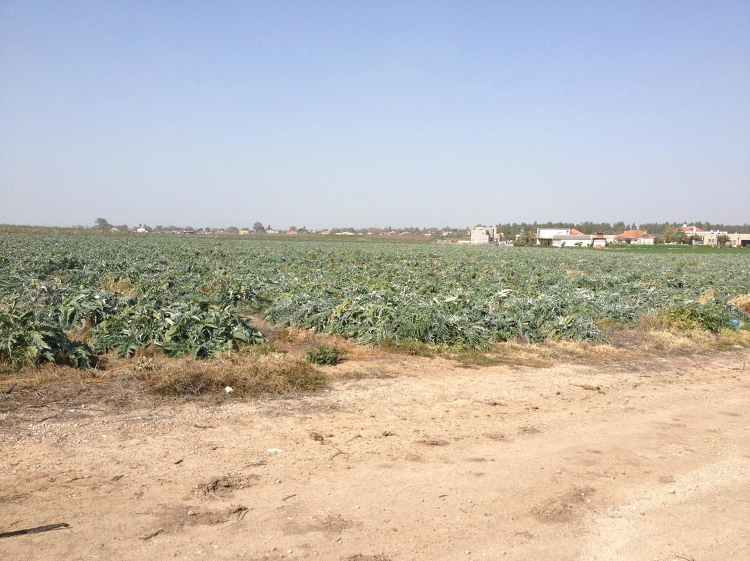 Noams' Artichokes-Kiryat Gat必去景点