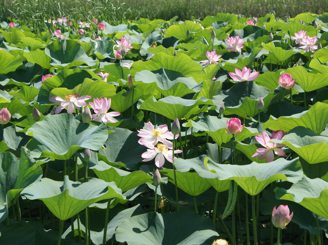 Astrakhan State Nature Reserve