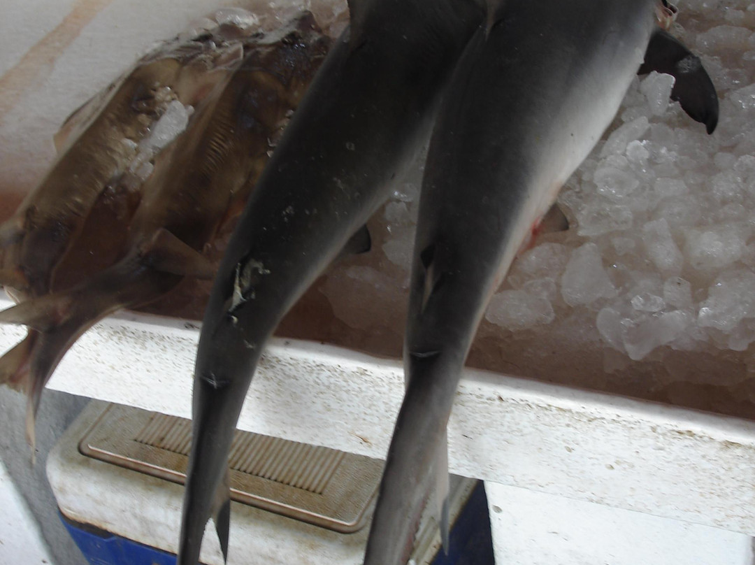 Sharjah Jubail Fish Market-沙迦必去景点