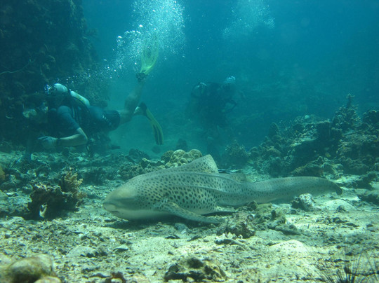 SSS Phuket Dive Freedive & Surf Center-卡塔海滩必去景点